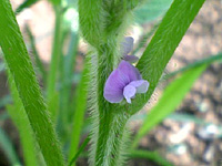 大豆の花
