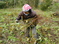 大豆収穫
